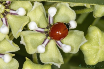 Ladybug on Milkweed 2024